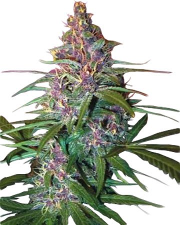 Critical Purple